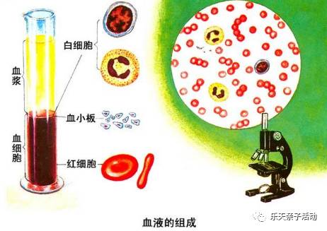 血最新,最新血液科学，探索血液奥秘的新征程